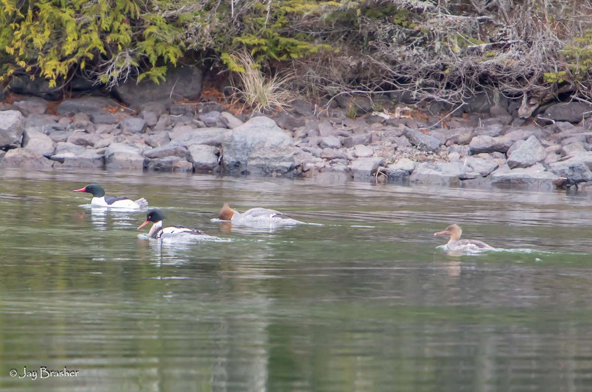 Common Merganser - ML620605819