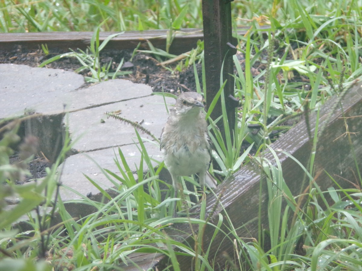 Northern Mockingbird - ML620605832