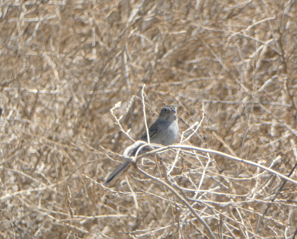 Cassin's Sparrow - ML620605836