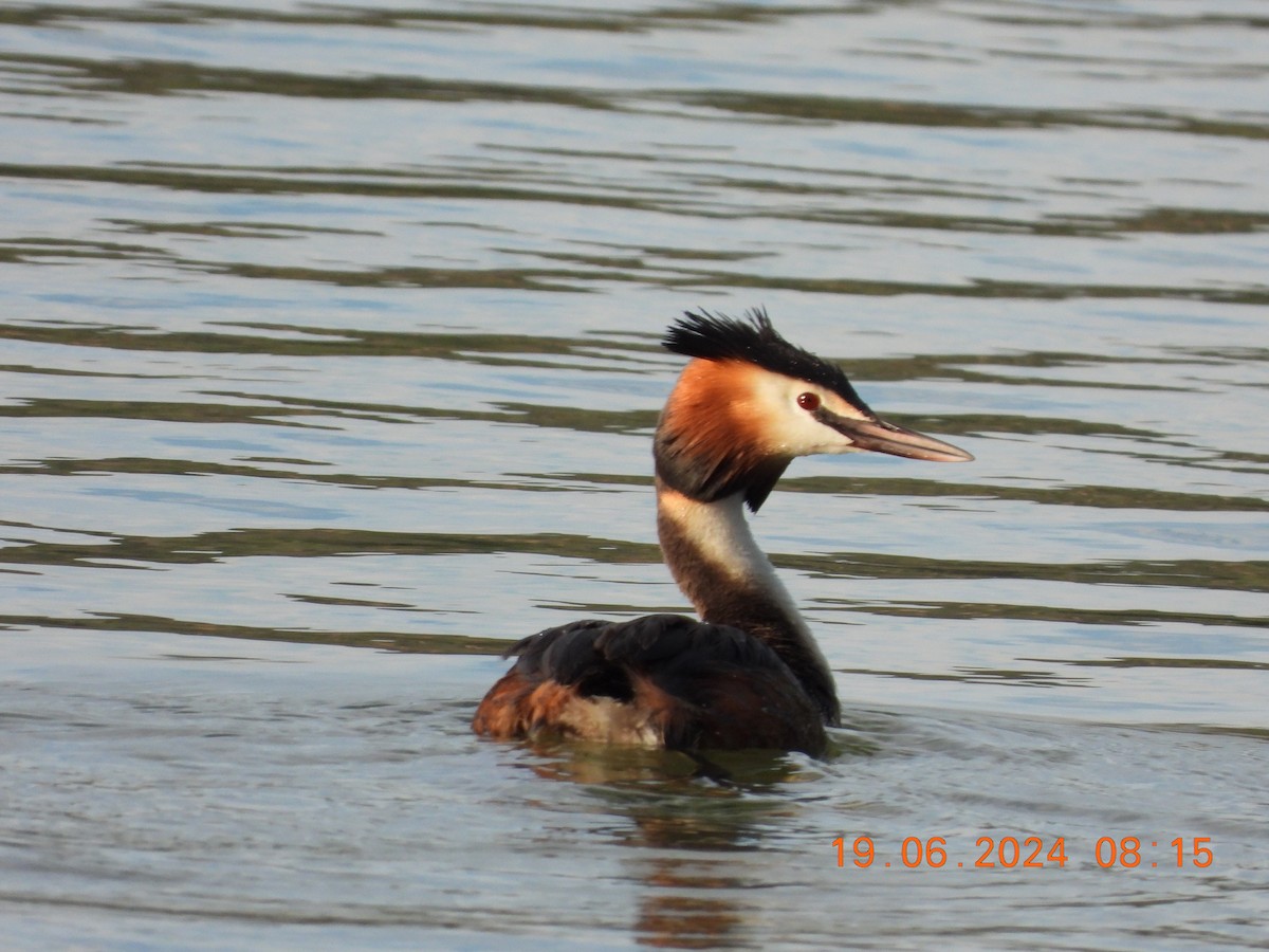 Great Crested Grebe - ML620605837