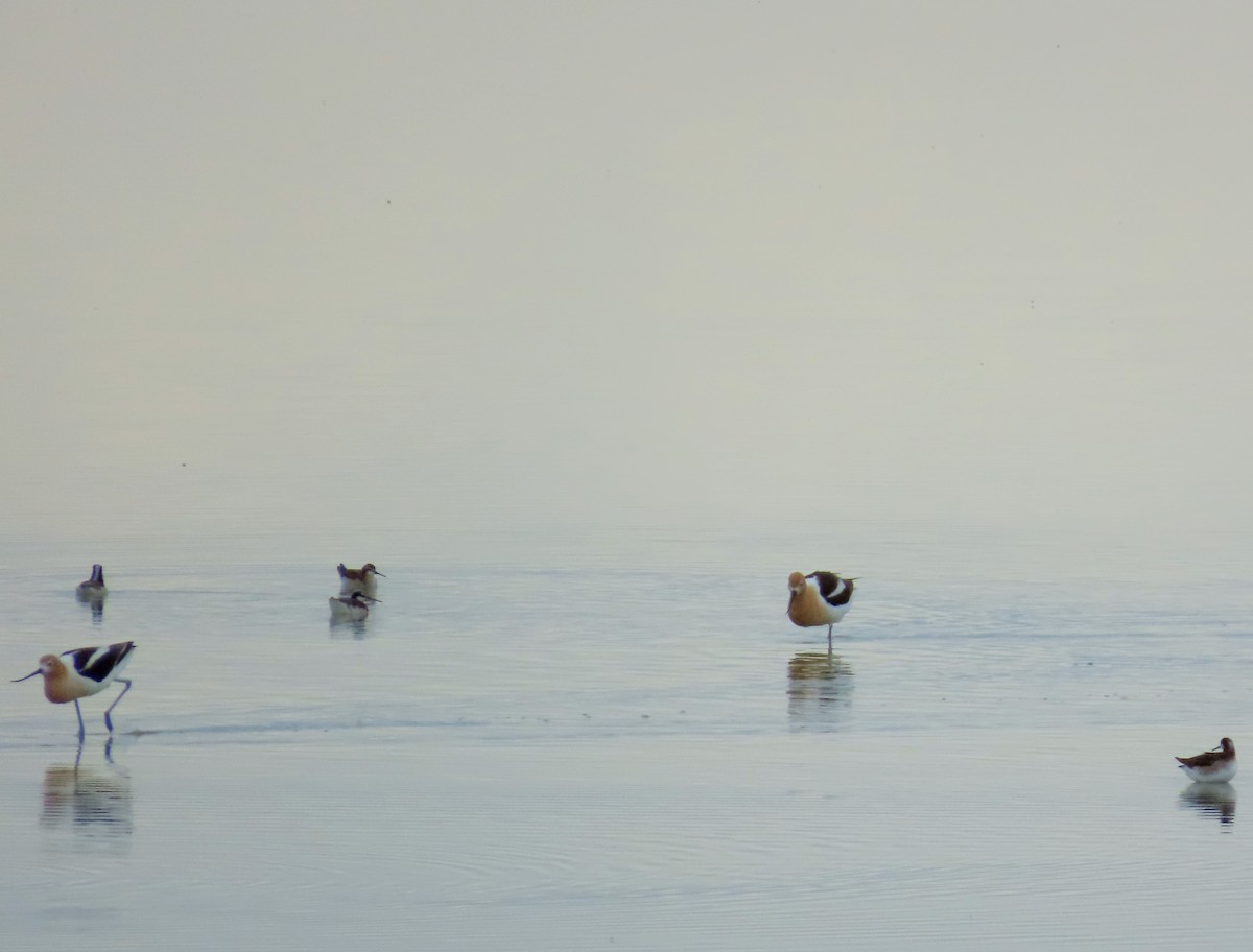 Avoceta Americana - ML620605839