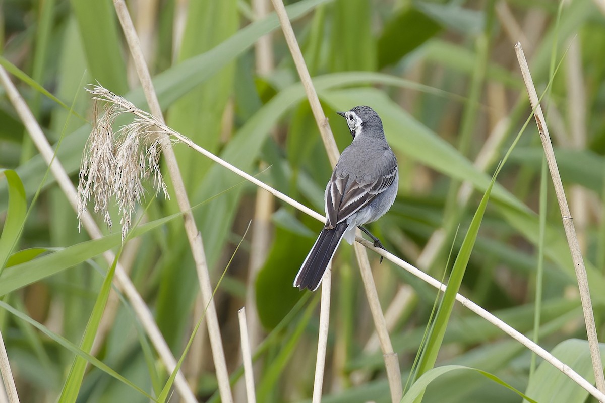 White Wagtail - ML620605840