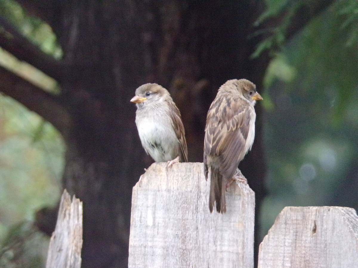 House Sparrow - ML620605843