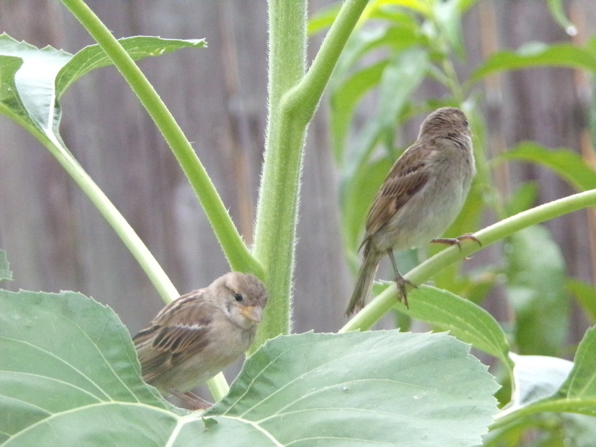 House Sparrow - ML620605846