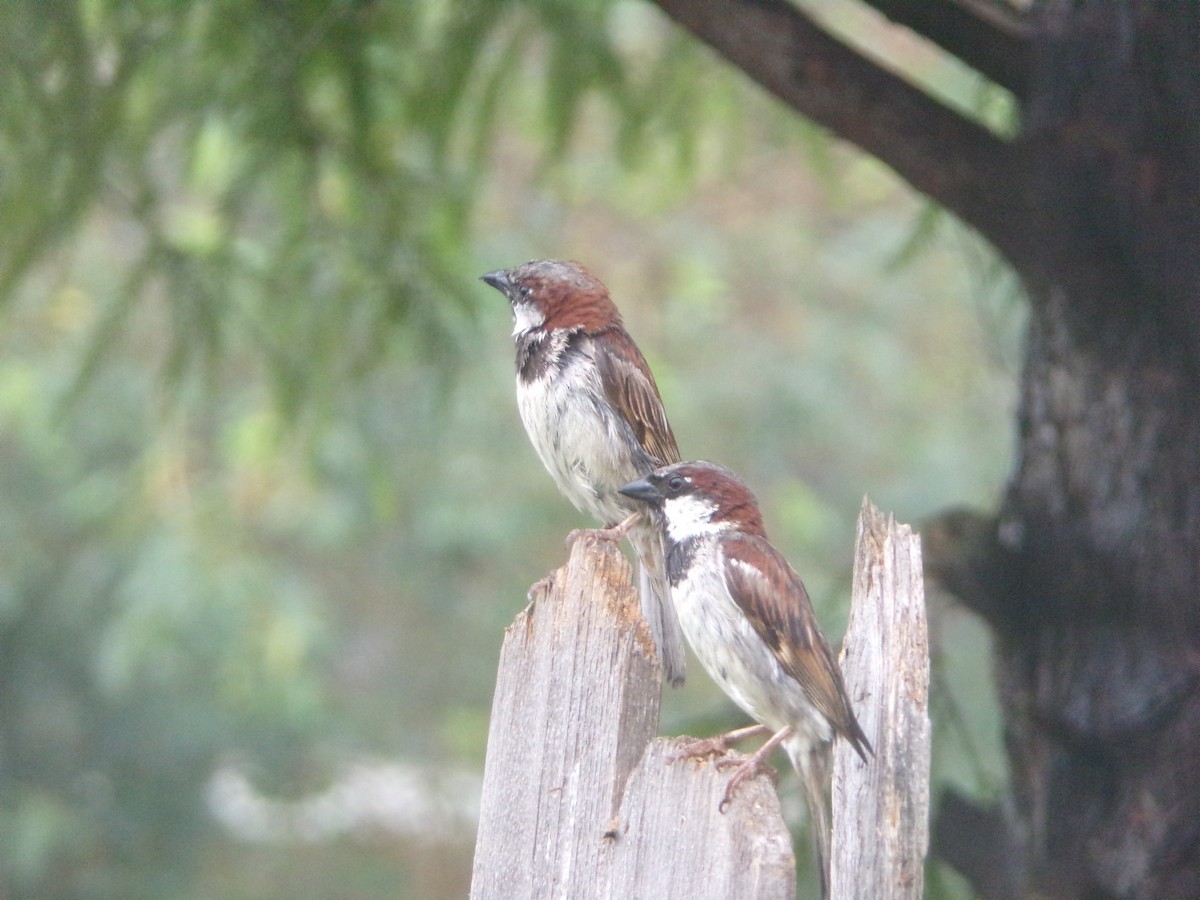 House Sparrow - ML620605849