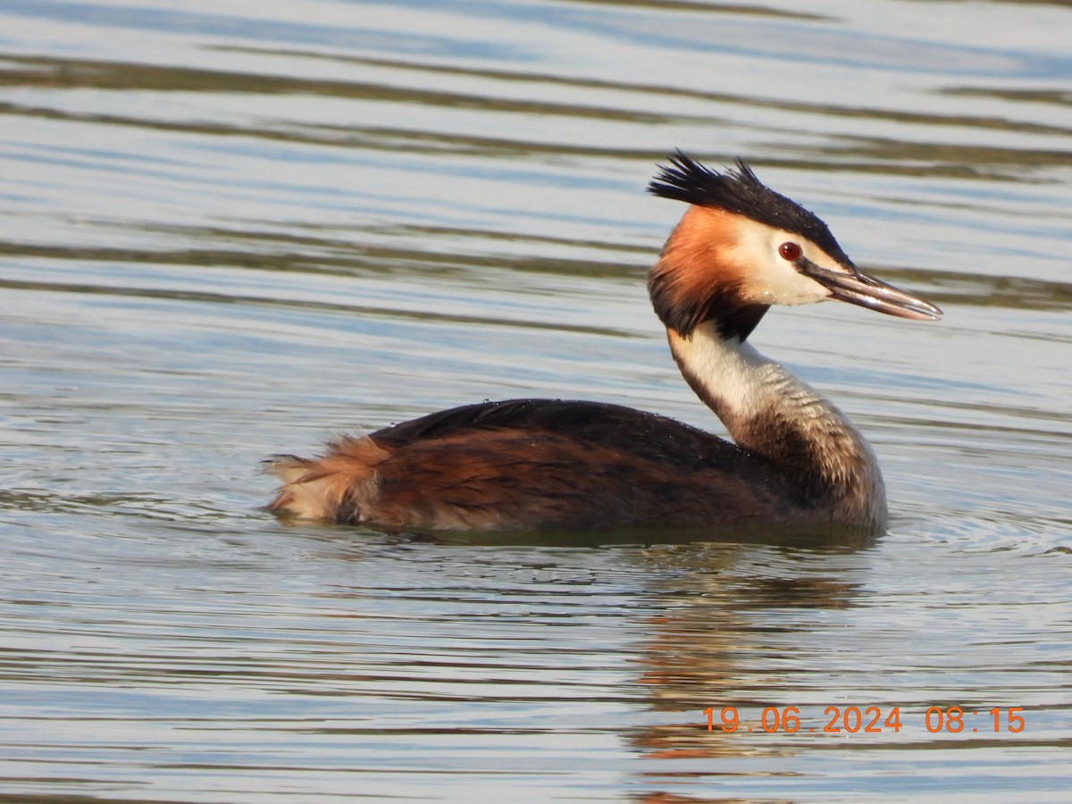 Great Crested Grebe - José Ignacio Sáenz Gaitan