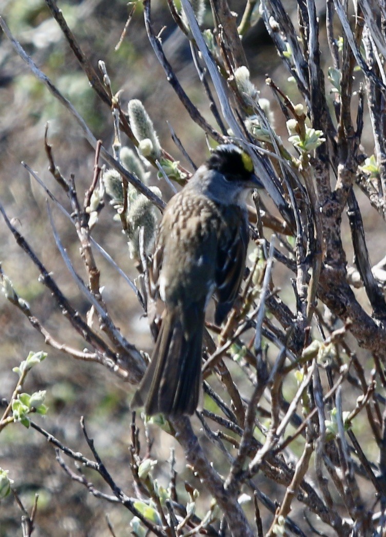 Golden-crowned Sparrow - ML620605851