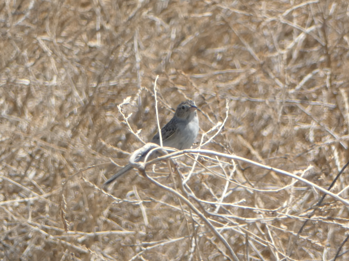 Cassin's Sparrow - ML620605857