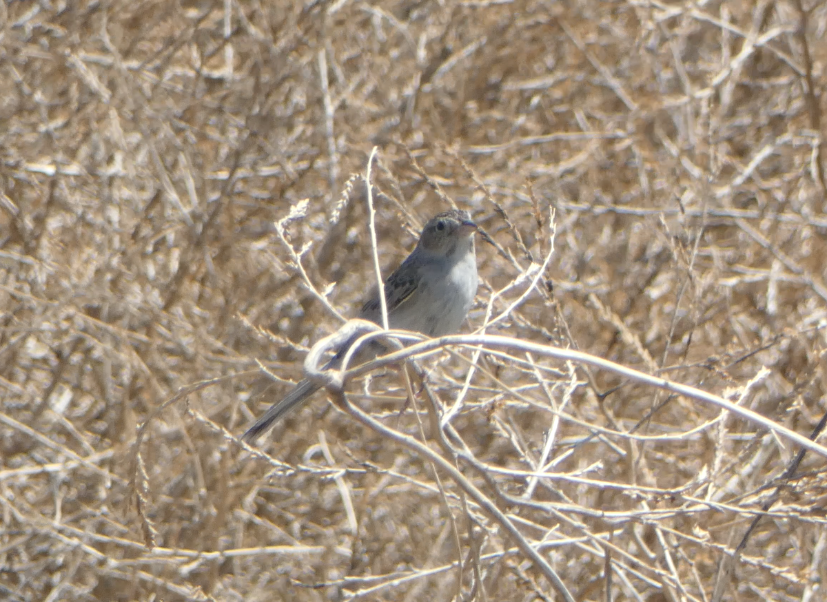 Cassin's Sparrow - ML620605859