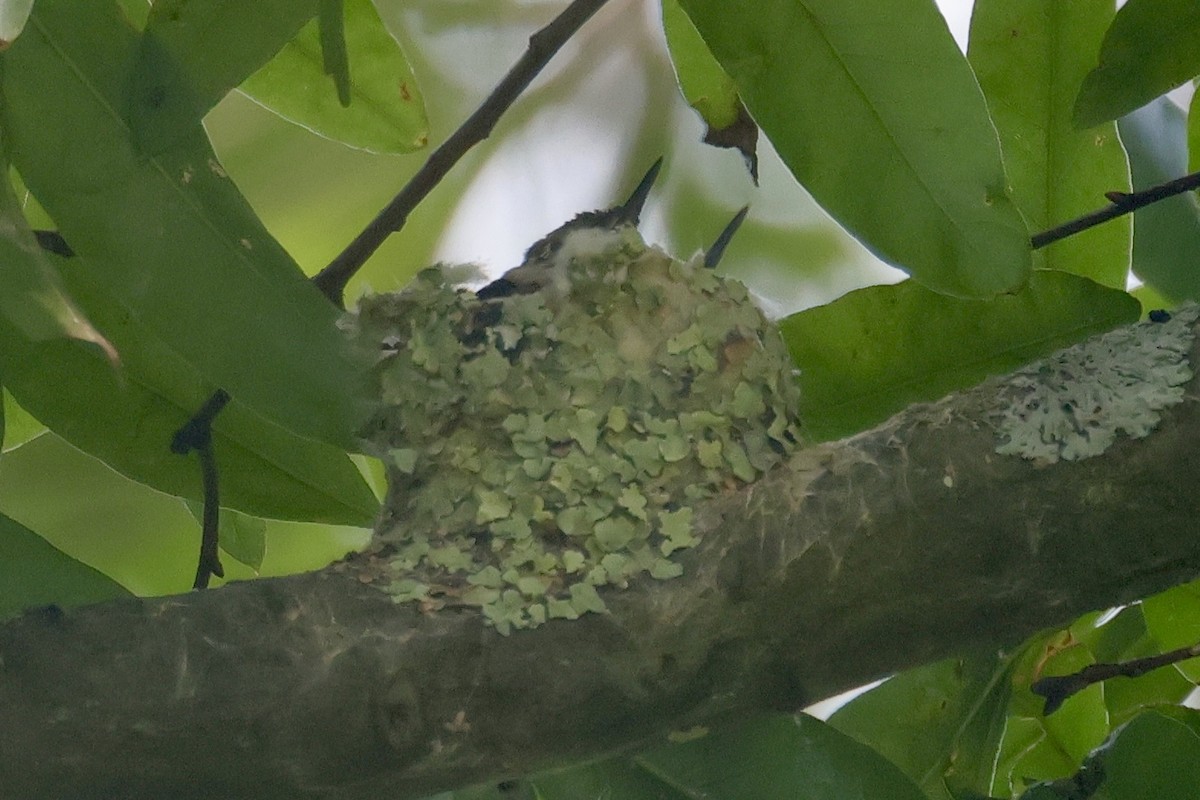 Ruby-throated Hummingbird - ♏️ ©️