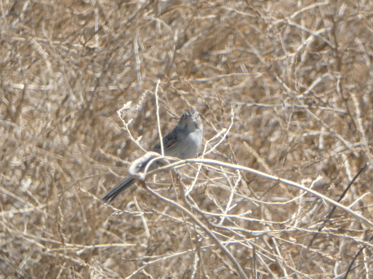 Cassin's Sparrow - ML620605863