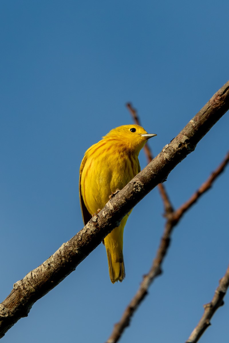 Paruline jaune - ML620605864