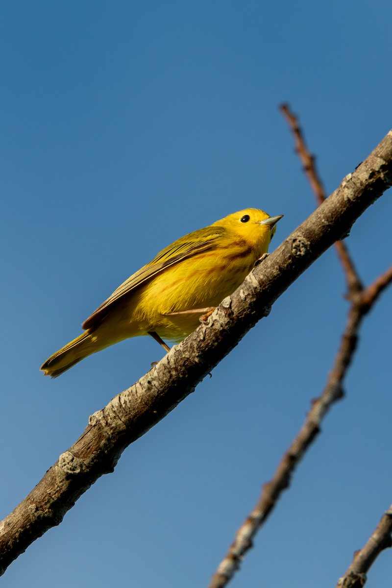 Yellow Warbler - ML620605865