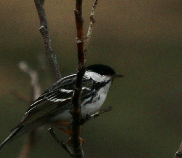 Blackpoll Warbler - ML620605867