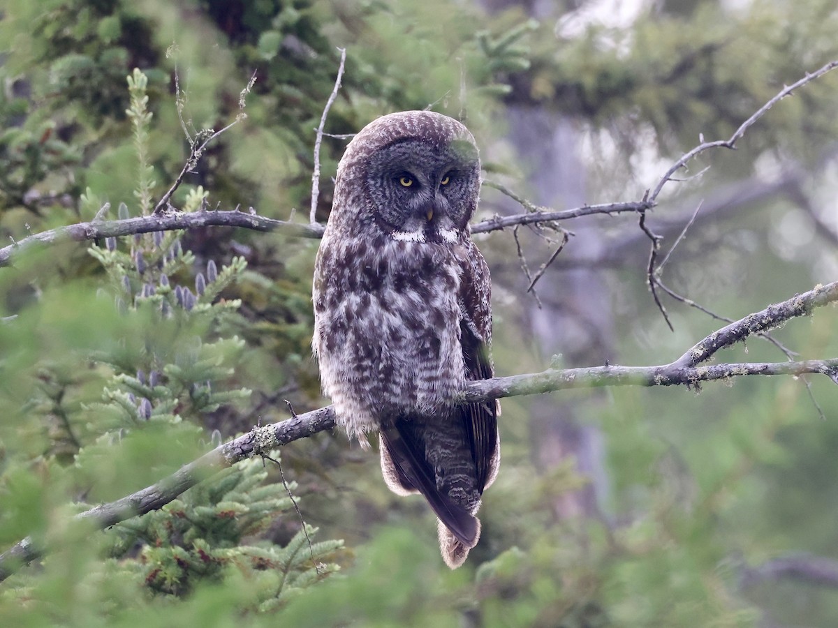 Great Gray Owl - ML620605869