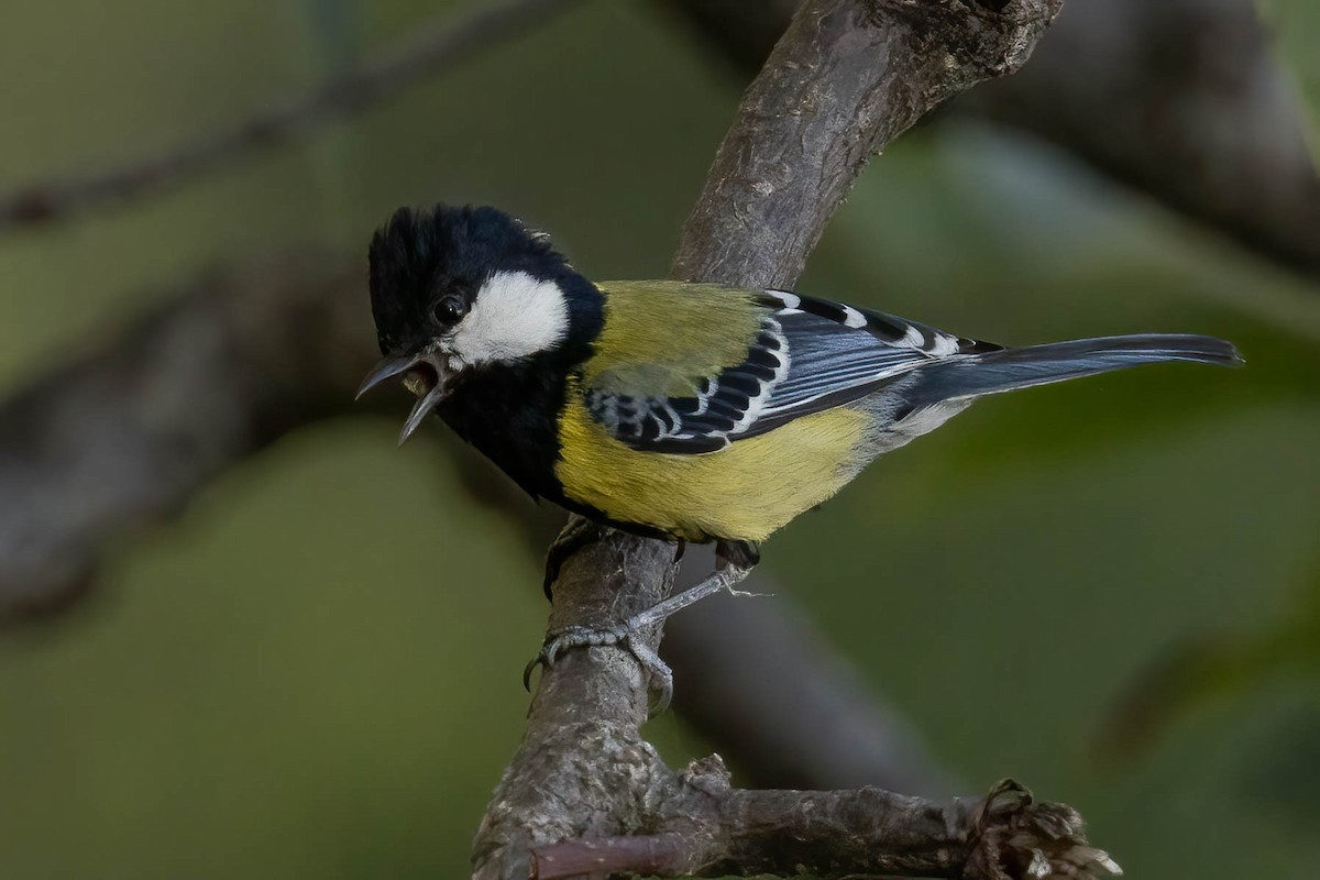 Green-backed Tit - ML620605885