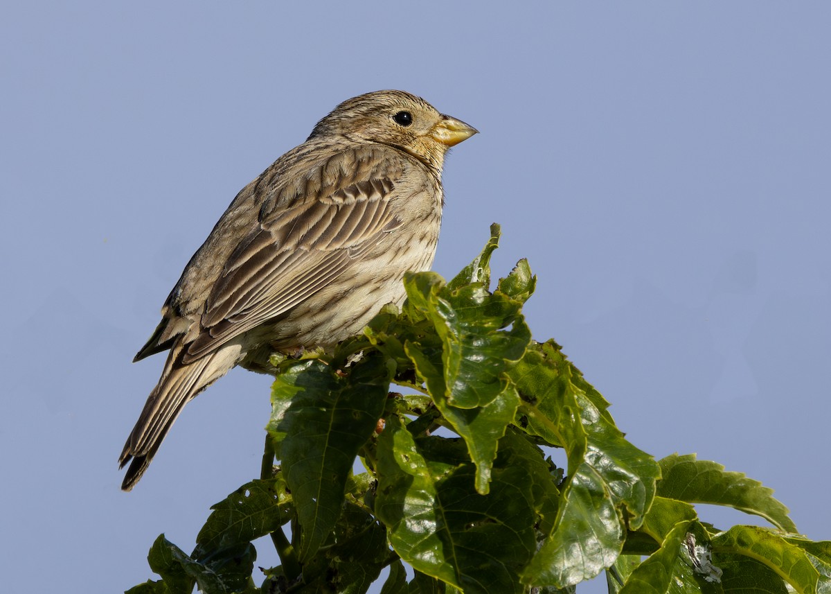 Corn Bunting - ML620605886