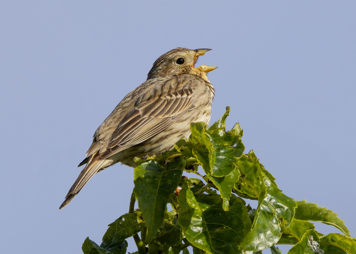 Corn Bunting - ML620605887