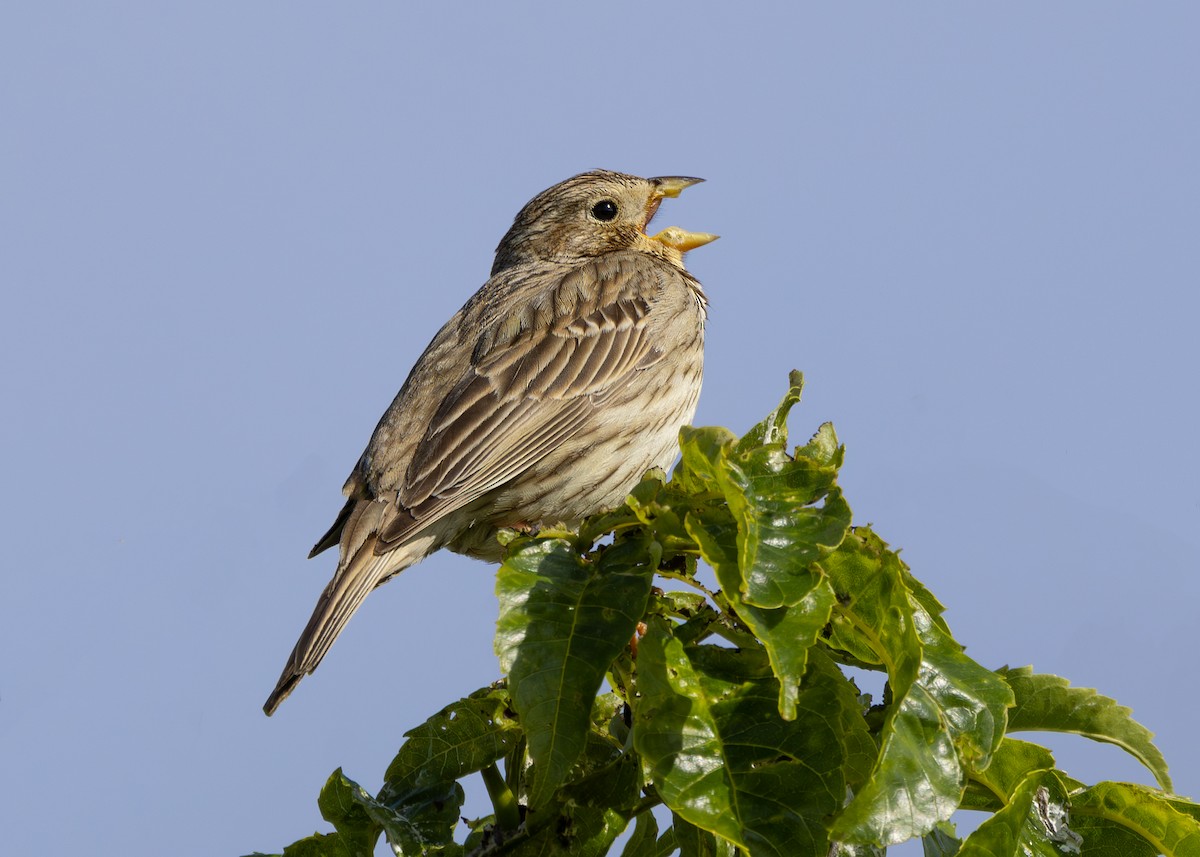 Corn Bunting - ML620605888