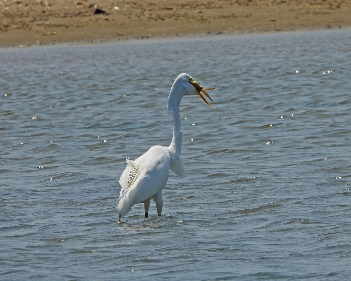 Great Egret - ML620605889