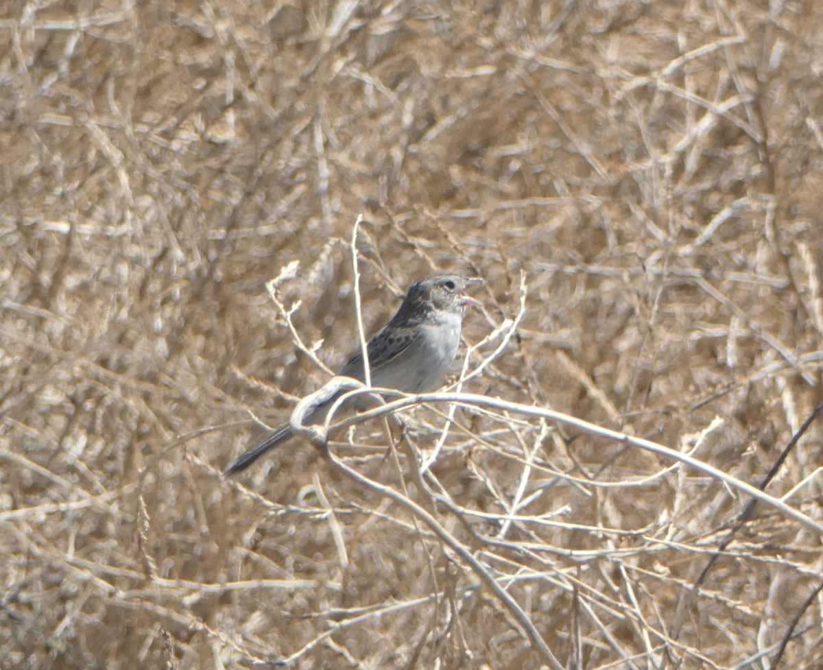 Cassin's Sparrow - Kevin Hayes