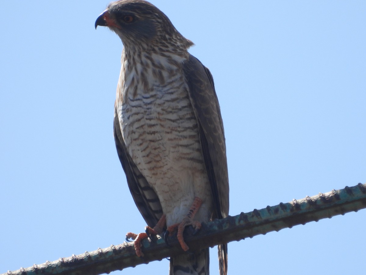 Gabar Goshawk - ML620605897