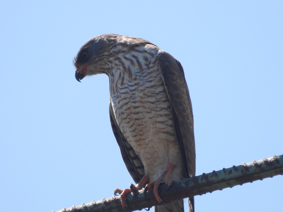 Gabar Goshawk - ML620605898