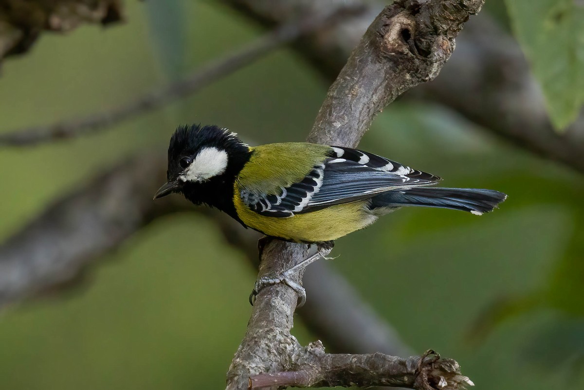 Green-backed Tit - Neeraja V