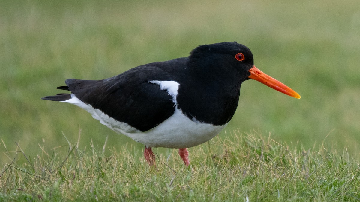 Eurasian Oystercatcher - ML620605900