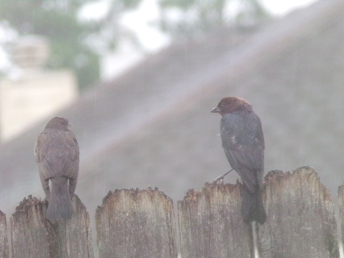 Brown-headed Cowbird - ML620605901