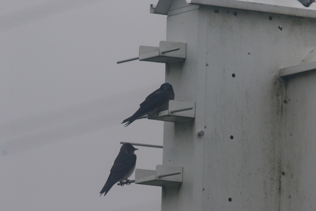 Purple Martin - ML620605903