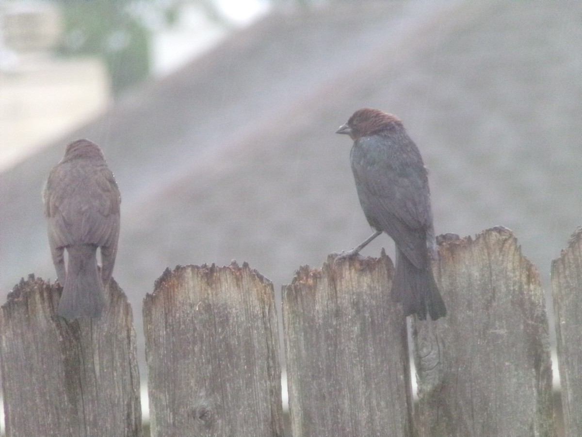 Brown-headed Cowbird - ML620605904