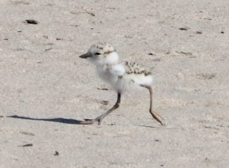 Snowy Plover - ML620605905