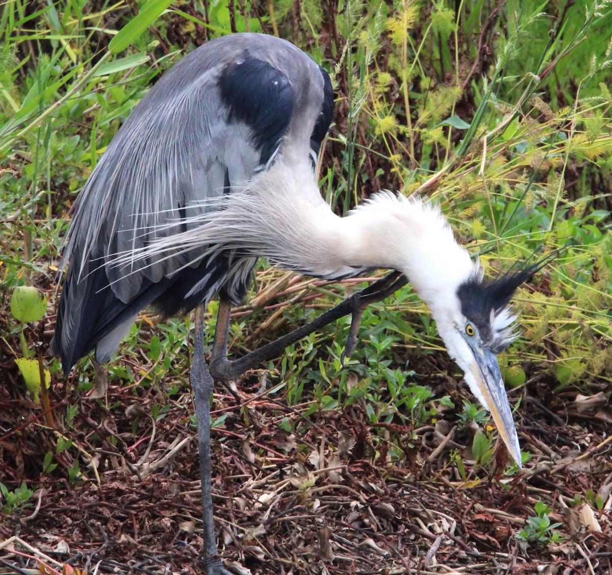 Great Blue Heron - ML620605906