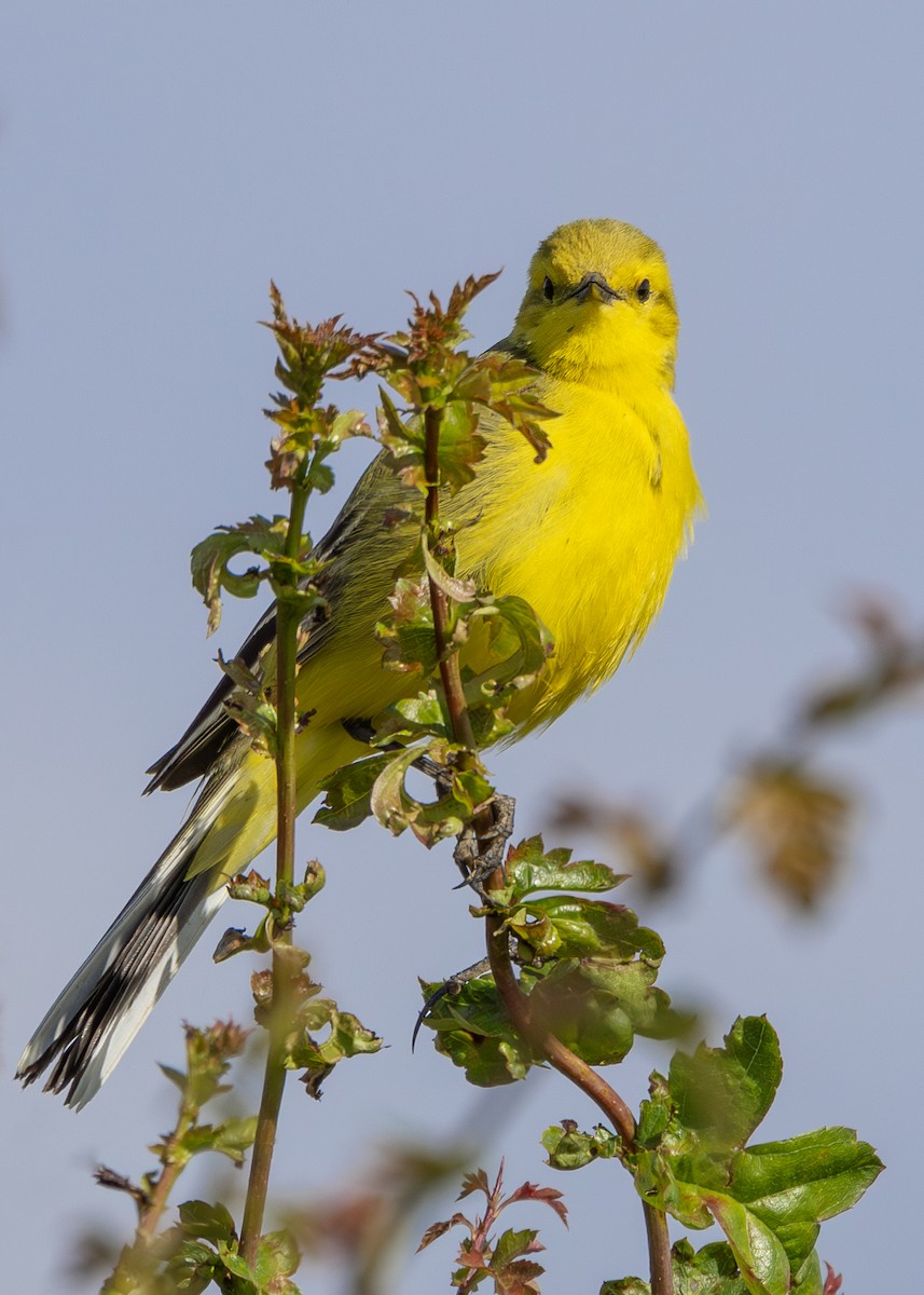 Western Yellow Wagtail (flavissima) - ML620605907