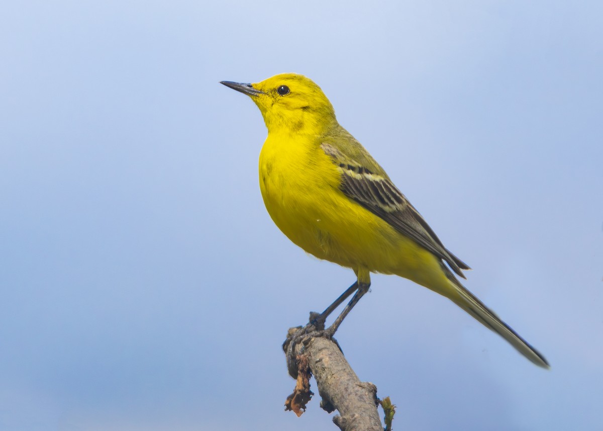 Western Yellow Wagtail (flavissima) - ML620605908