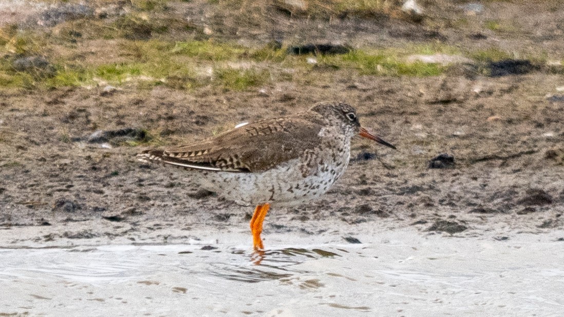 Common Redshank - ML620605909