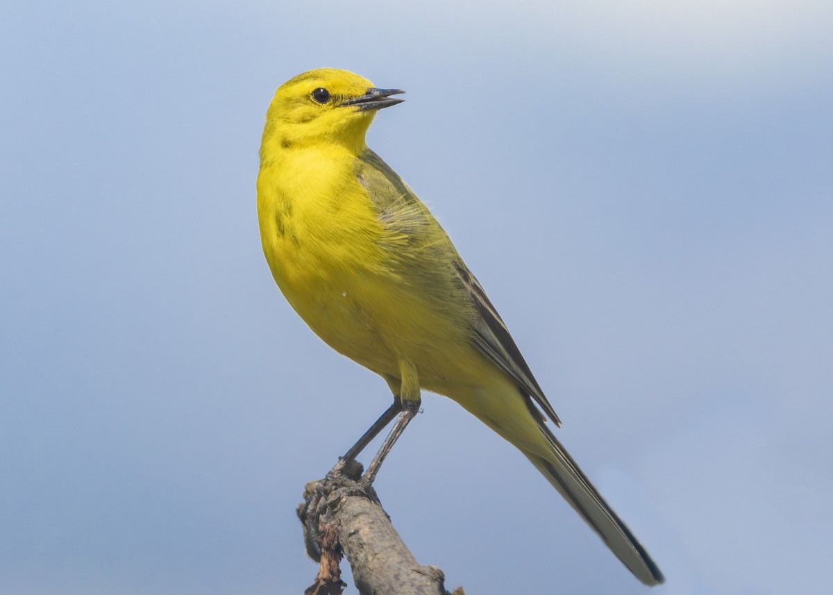 Western Yellow Wagtail (flavissima) - ML620605911