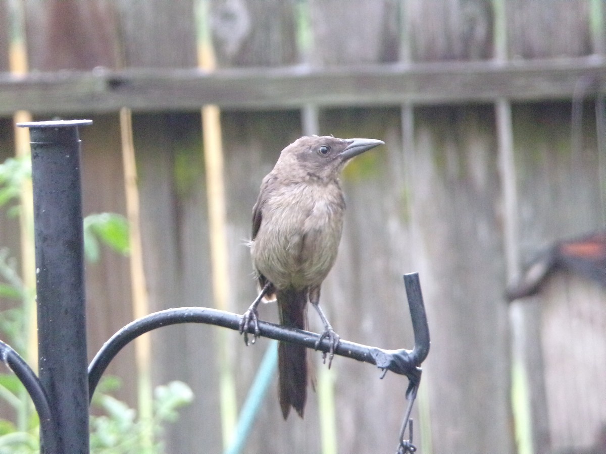 Common Grackle - ML620605913