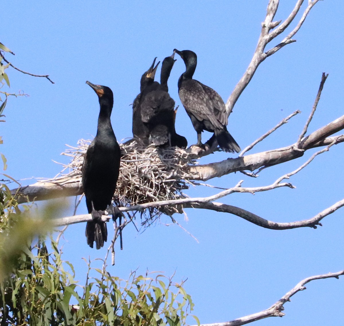 Double-crested Cormorant - ML620605915