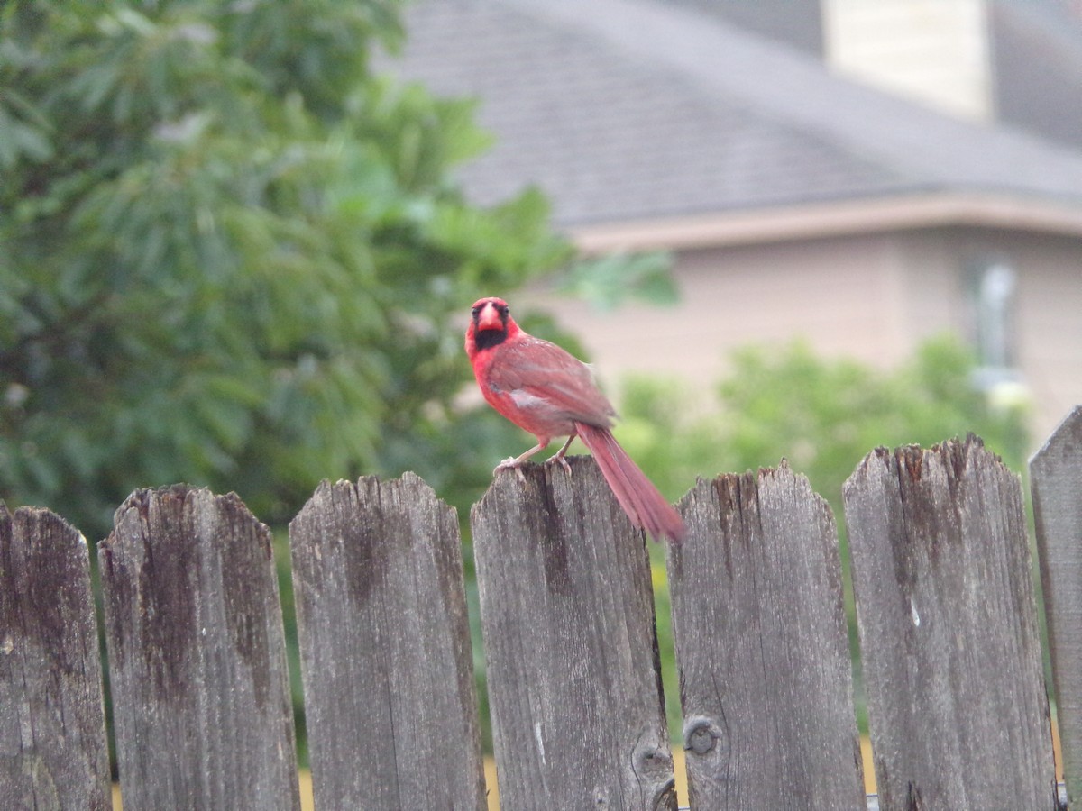 Northern Cardinal - ML620605917