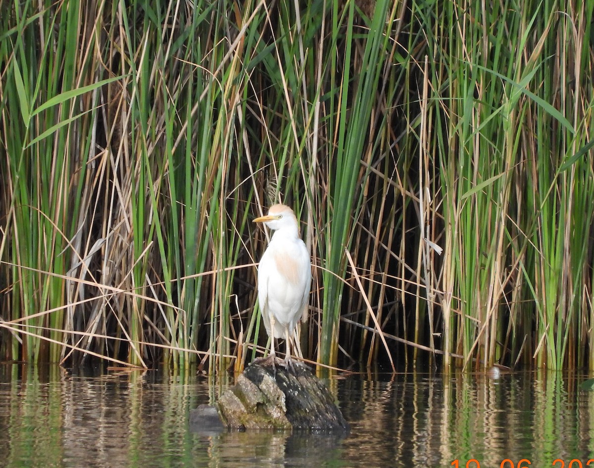 Western Cattle Egret - José Ignacio Sáenz Gaitan