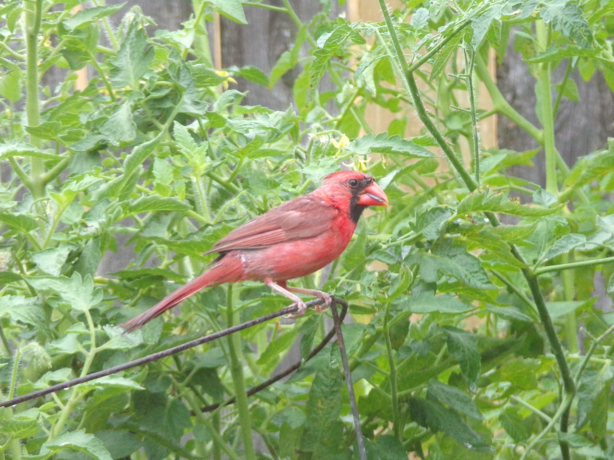 Northern Cardinal - ML620605922