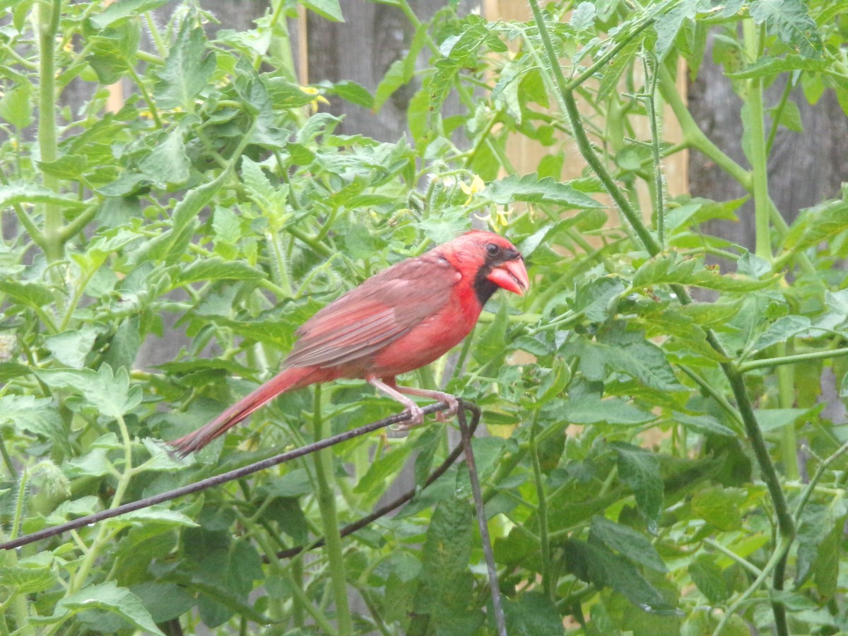 Northern Cardinal - ML620605923