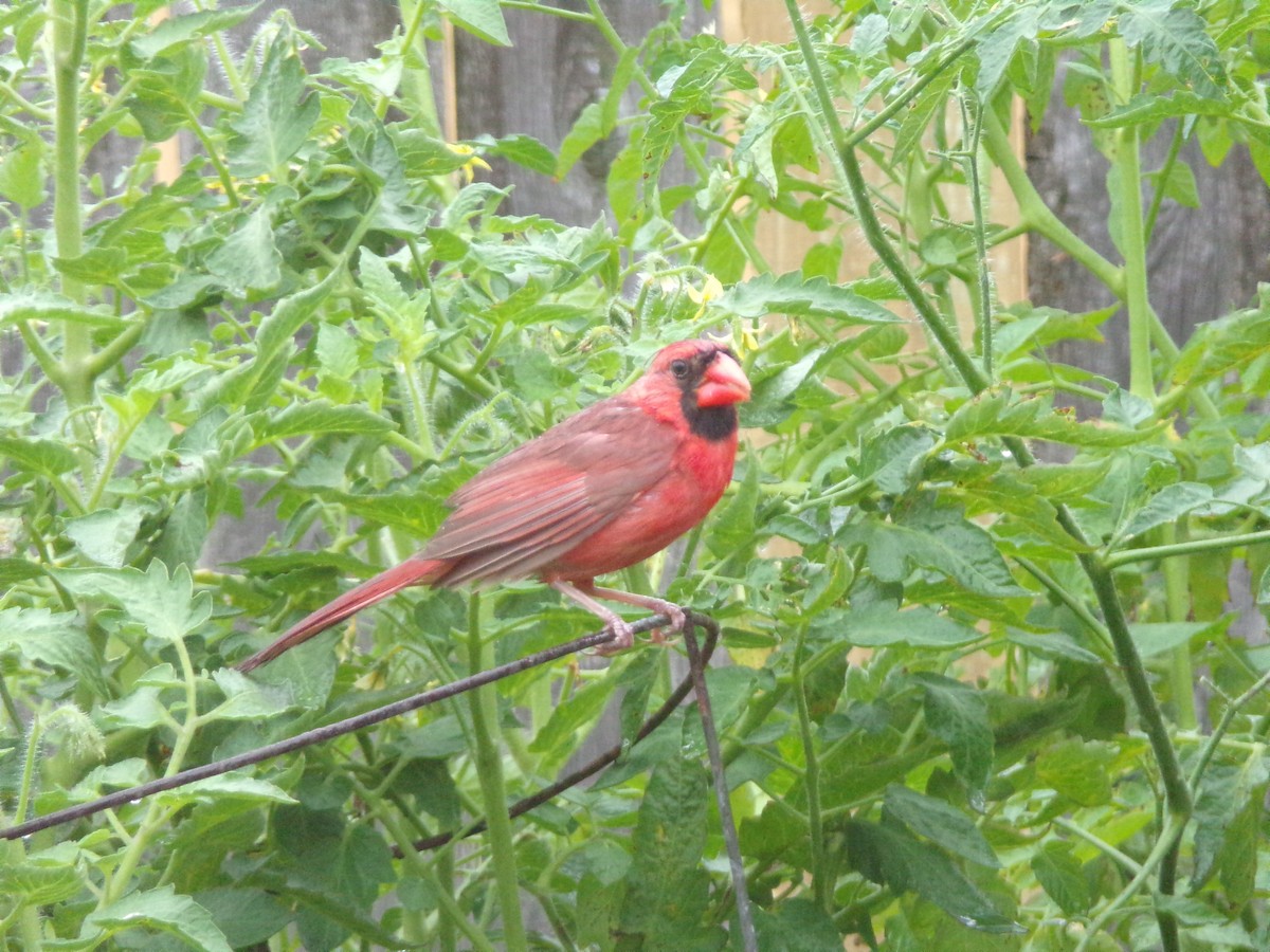 Northern Cardinal - ML620605924