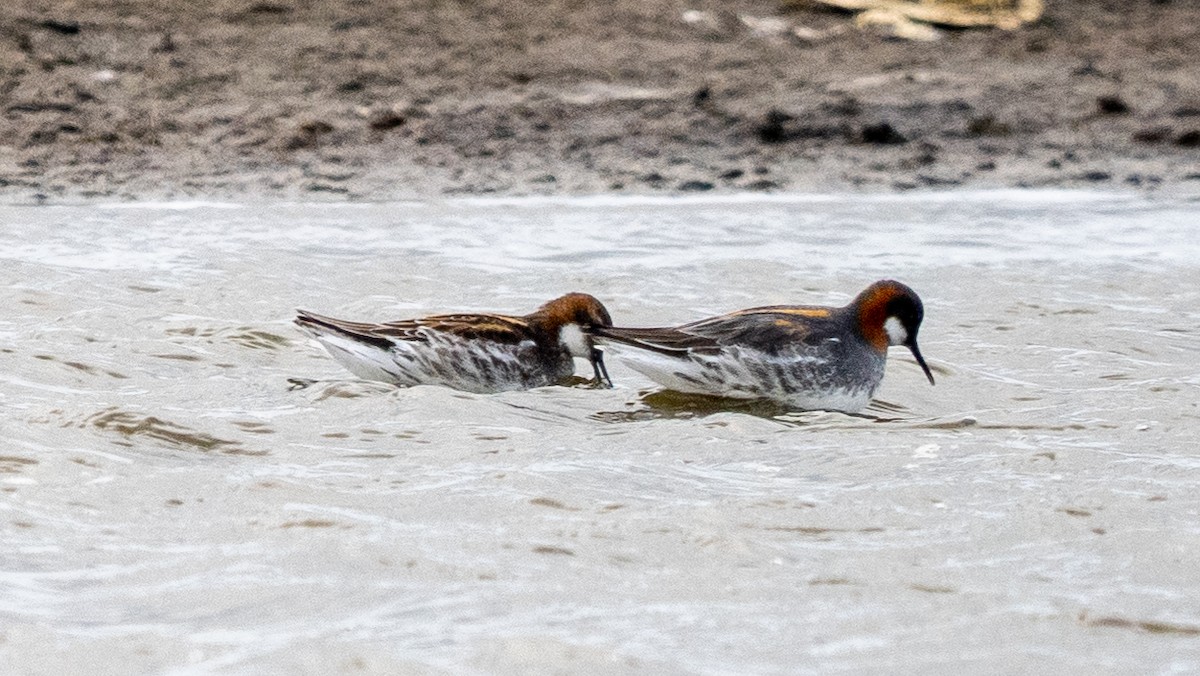 Red-necked Phalarope - ML620605925