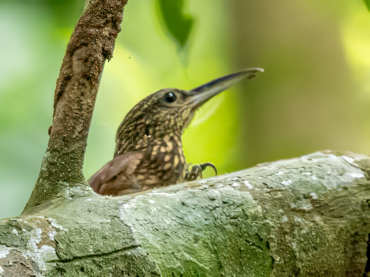 Cocoa Woodcreeper - ML620605926