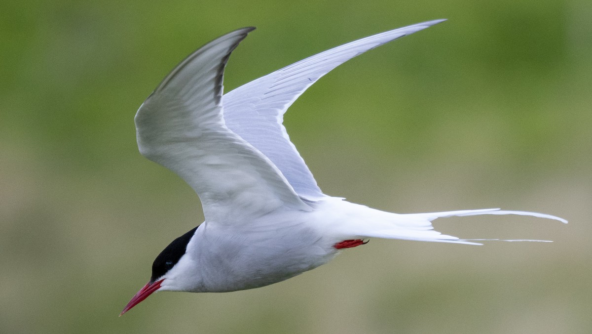 Arctic Tern - ML620605933