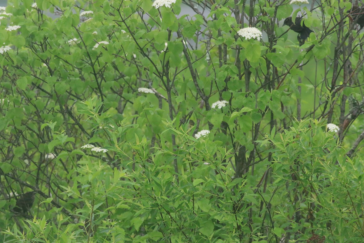 Red-winged Blackbird - ML620605940