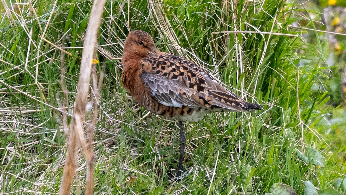 Black-tailed Godwit - ML620605941